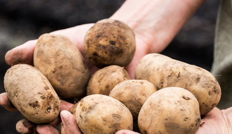 Bakers 40's Potatoes 15kg - TO ORDER ONLY
