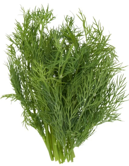 Fresh Dill 100gm - TO ORDER ONLY